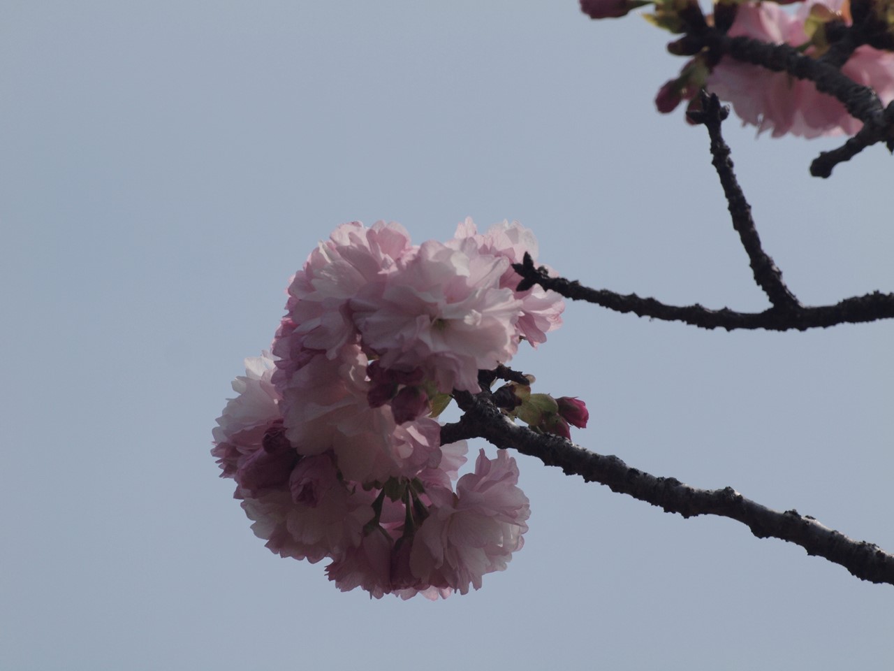 『遅咲きの里桜達(七品種)・・・・・』_d0054276_20235271.jpg