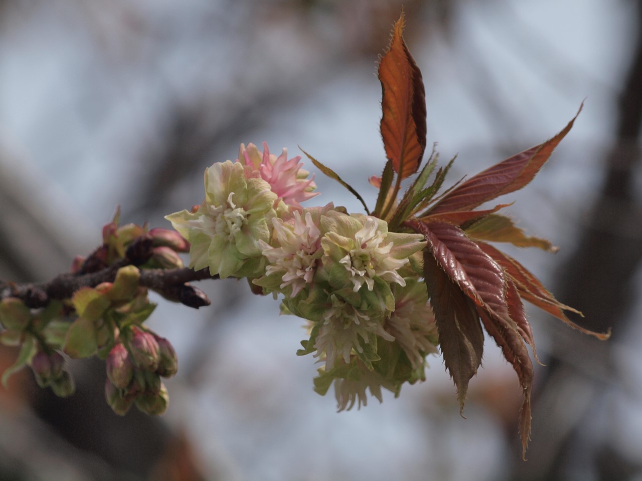 『遅咲きの里桜達(七品種)・・・・・』_d0054276_20265142.jpg