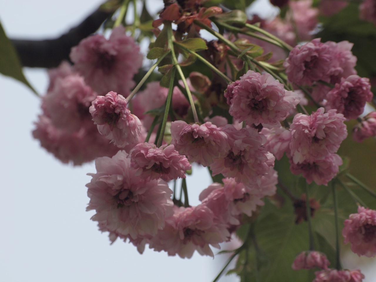 『遅咲きの里桜達(七品種)・・・・・』_d0054276_20281574.jpg