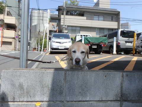 日射しは初夏_f0052277_295553.jpg