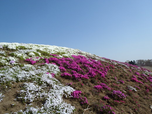 芝桜植え替え_a0026882_10193996.jpg