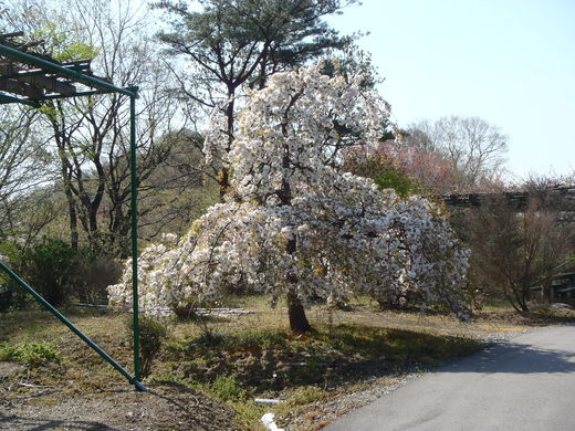 芝桜植え替え_a0026882_1019459.jpg