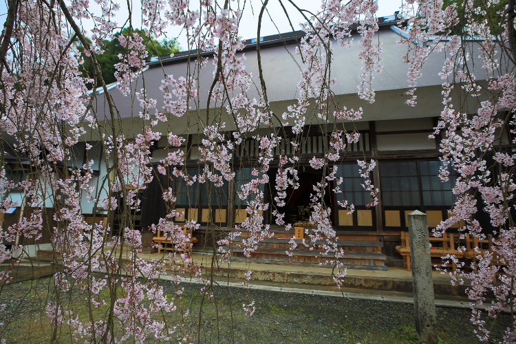 瑠璃寺「吉田の枝垂れ桜」_e0051888_2241186.jpg