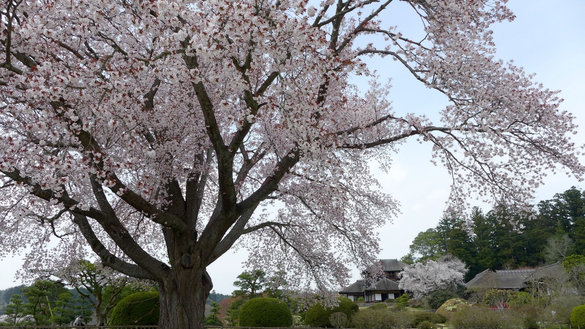 偕楽園の桜_a0127090_10154137.jpg