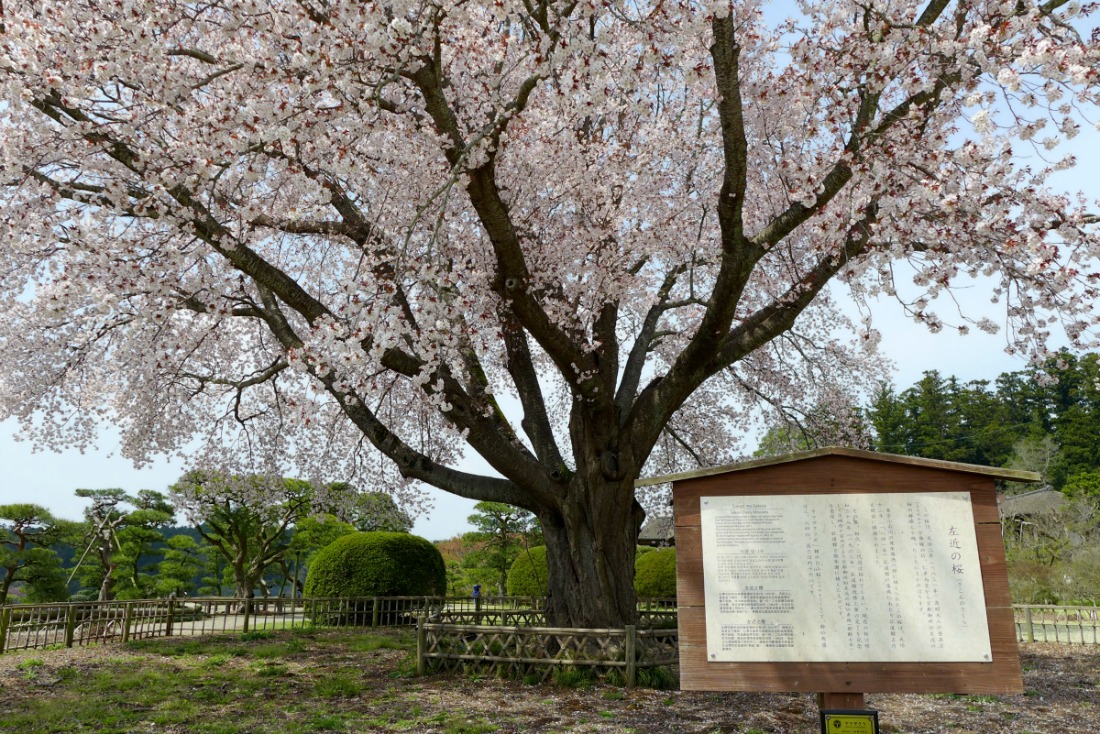 偕楽園の桜_a0127090_1023563.jpg