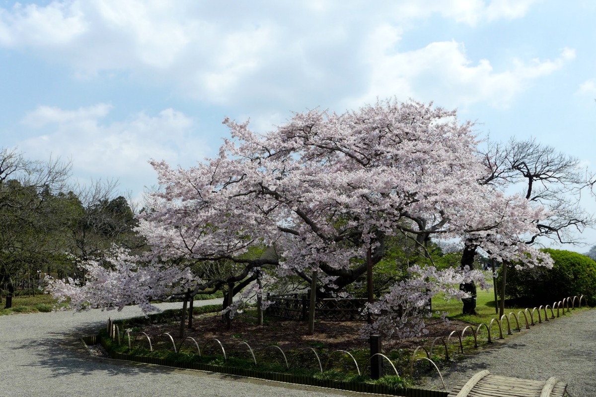 偕楽園の桜_a0127090_10273553.jpg