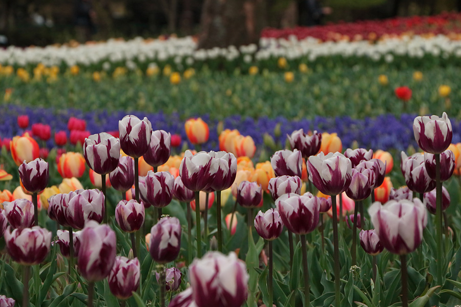 16.04.03：どん曇りの日曜日は木曽三川公園でチューリップ１_c0007190_1856975.jpg