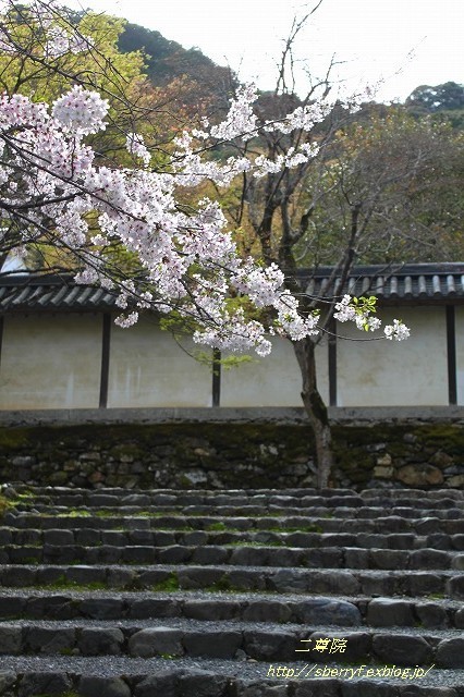 都の桜　2016 二尊院_c0087094_22214181.jpg