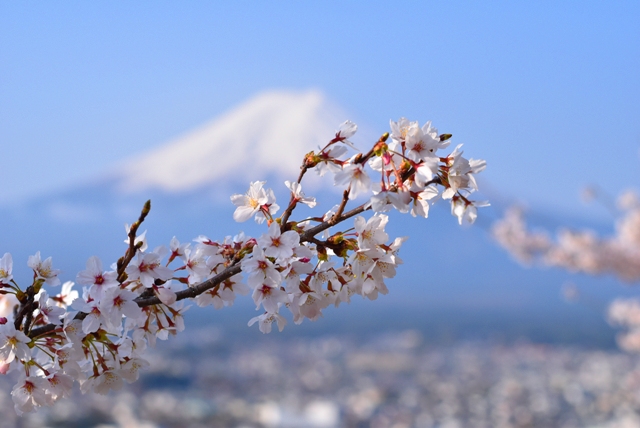 春のカメツー（富士山＆他編）_e0003097_15273967.jpg