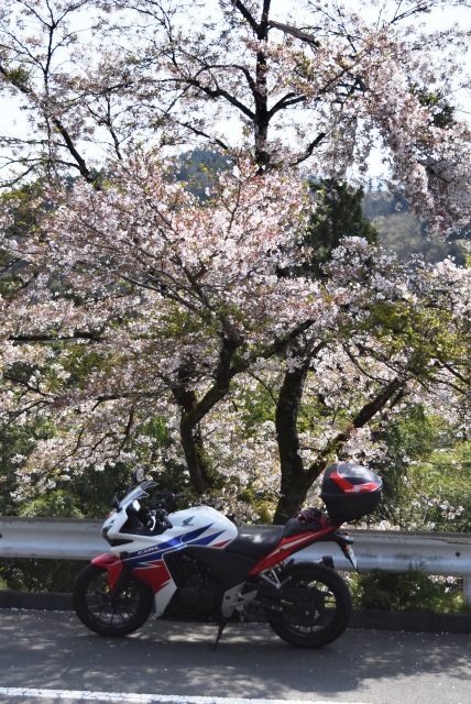 春のカメツー（富士山＆他編）_e0003097_1553645.jpg