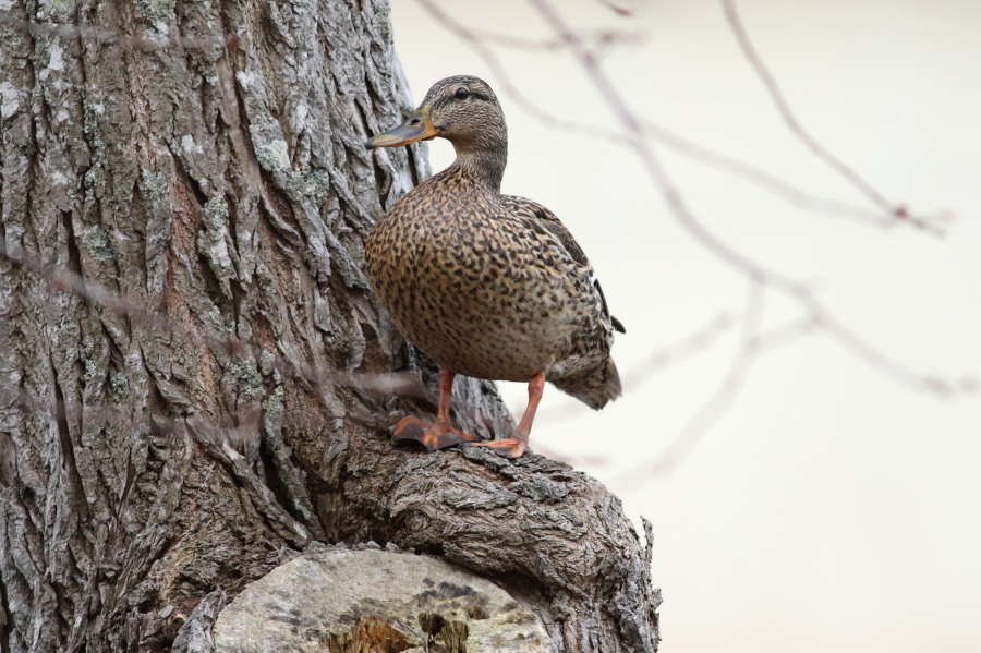 縁起物 天然木 子鴨 カルガモ 鳥 木彫り置物 カモ 鴨 小鴨 水鳥 バード