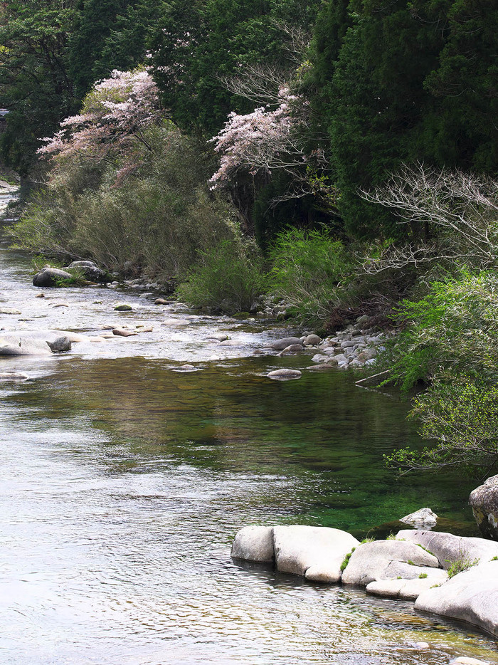 近所の山桜_d0020300_1443815.jpg