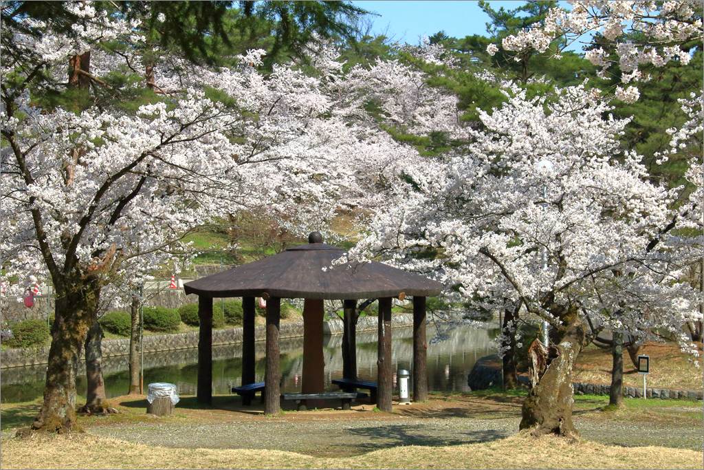 ※ 2016年・悠久山公園の桜 (9) _d0353401_0252968.jpg