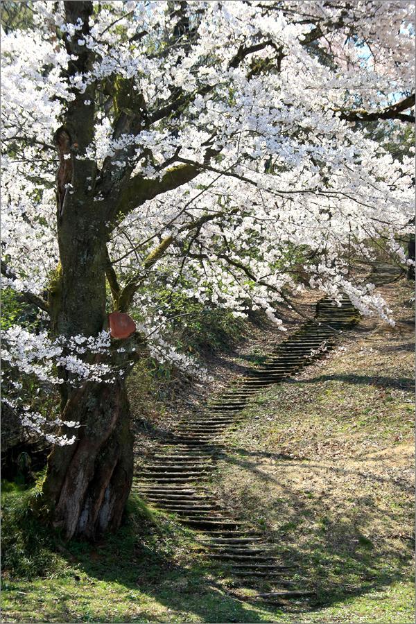 ※ 2016年・悠久山公園の桜 (9) _d0353401_0253436.jpg