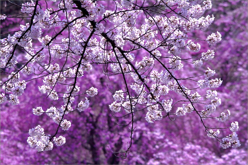 ※ 2016年・悠久山公園の桜 (11) _d0353401_0302284.jpg