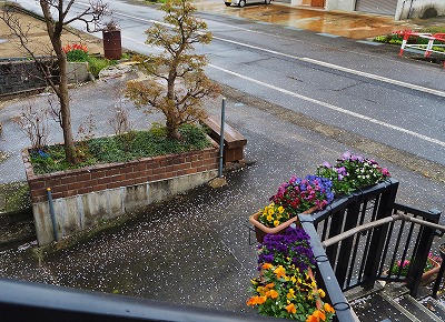 自宅の周囲は桜吹雪!_c0336902_13321567.jpg