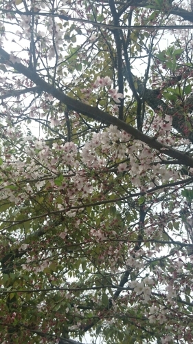 最高のお花見。_b0334704_12273449.jpg