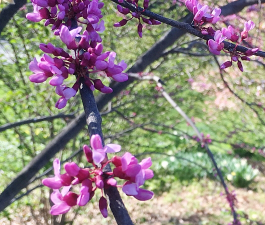 春のセントラルパーク、恒例の桜のトンネルはまだつぼみ_b0007805_9563280.jpg