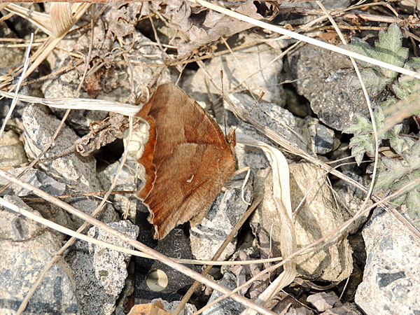 b0033112_15292961.jpg