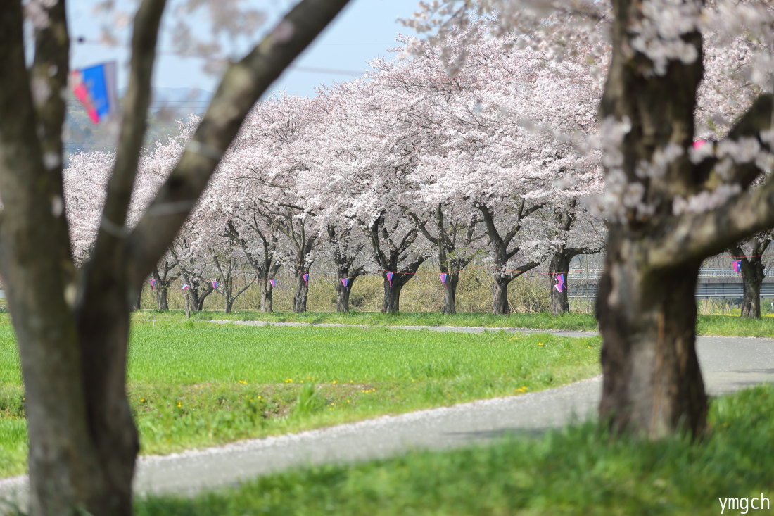 都幾川の桜堤（３）_f0157812_19180995.jpg