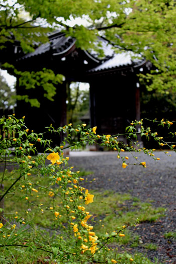 京都御苑でもヤマブキ満開_e0048413_20552062.jpg