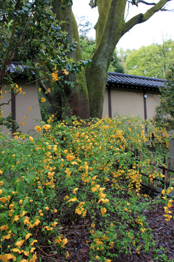京都御苑でもヤマブキ満開_e0048413_20553295.jpg