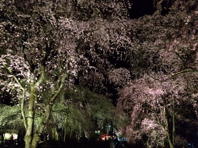 枝垂れ桜のお花見_d0336014_23510784.jpg