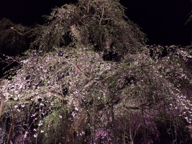 枝垂れ桜のお花見_d0336014_23534961.jpg
