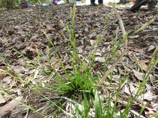 空山で野草の天ぷらを楽しむ_b0181818_8143540.jpg