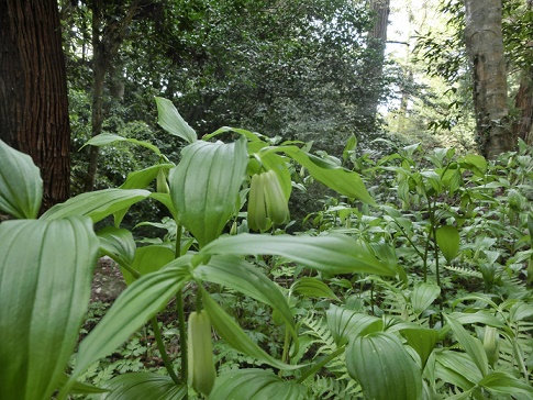 空山で野草の天ぷらを楽しむ_b0181818_8213057.jpg