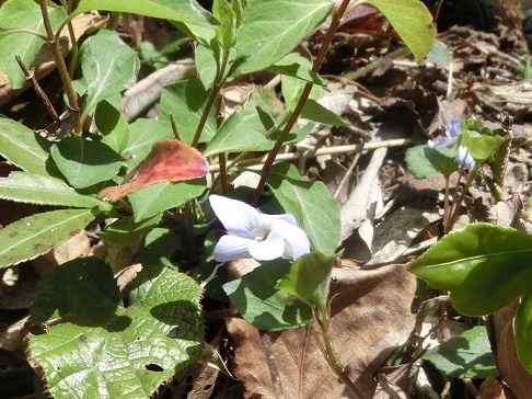 空山で野草の天ぷらを楽しむ_b0181818_8252025.jpg