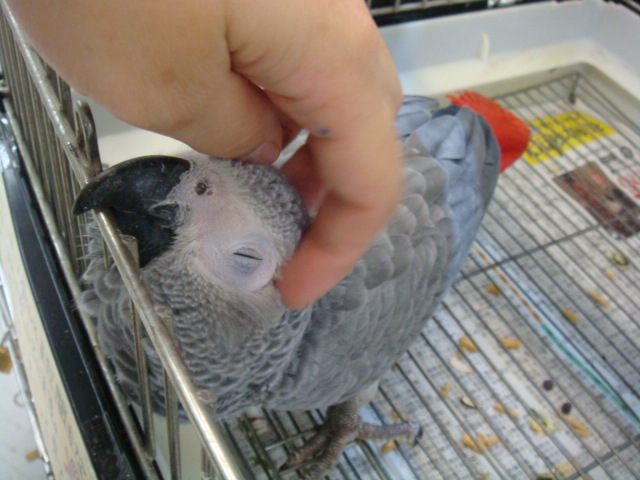 160417 インコ・モルモット・ラット_f0189122_1512542.jpg
