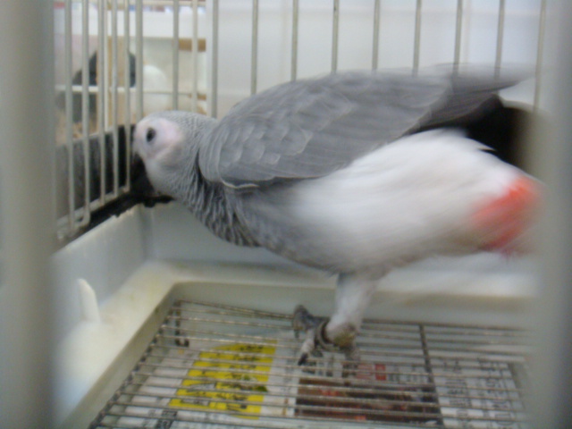 160417 インコ・モルモット・ラット_f0189122_15142373.jpg