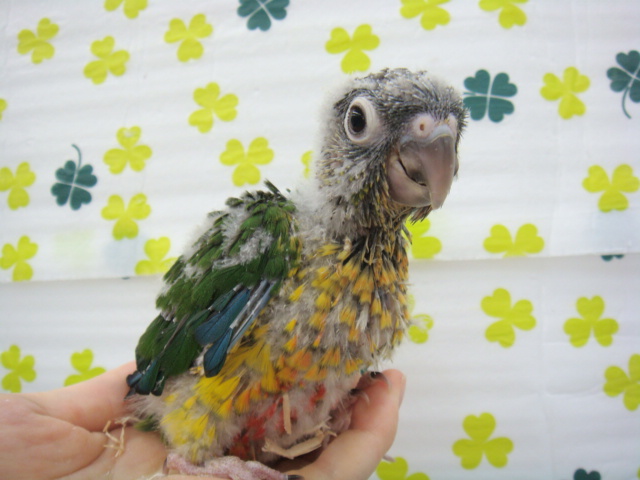 160417 インコ・モルモット・ラット_f0189122_15165243.jpg