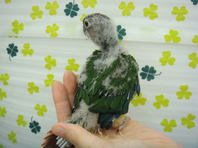 160417 インコ・モルモット・ラット_f0189122_1519669.jpg
