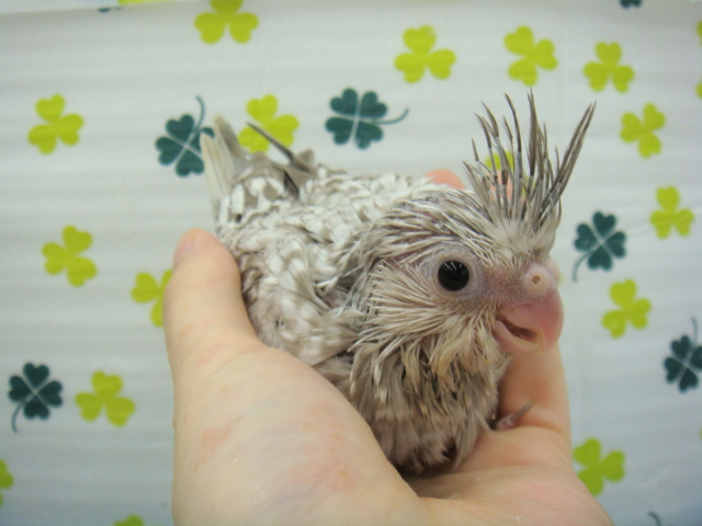 160417 インコ・モルモット・ラット_f0189122_15215496.jpg