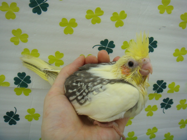 160417 インコ・モルモット・ラット_f0189122_15264714.jpg