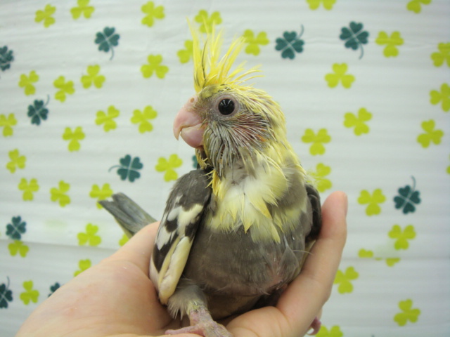 160417 インコ・モルモット・ラット_f0189122_15283766.jpg