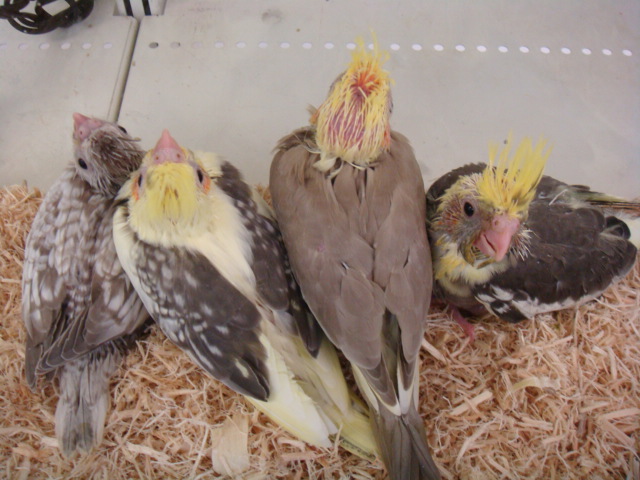 160417 インコ・モルモット・ラット_f0189122_15303912.jpg