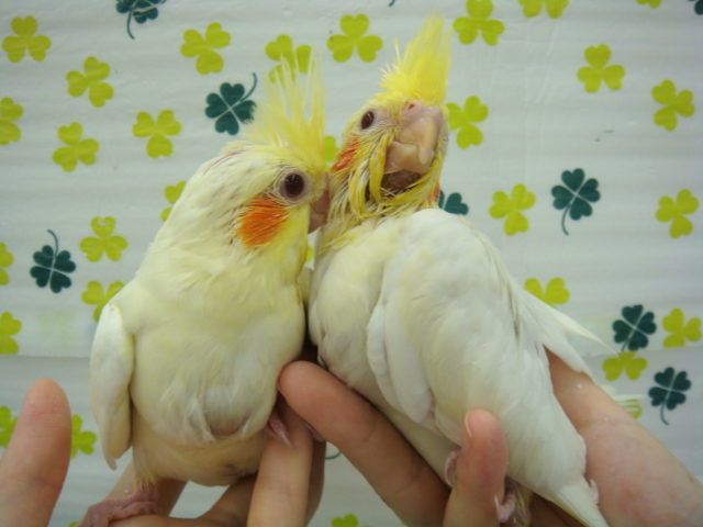 160417 インコ・モルモット・ラット_f0189122_15305640.jpg