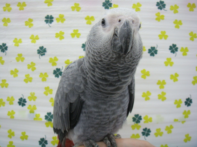 160417 インコ・モルモット・ラット_f0189122_1595918.jpg