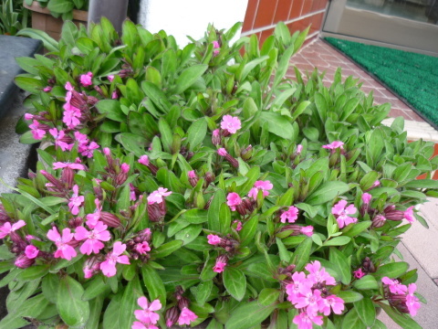 c0117525_20581760.jpg