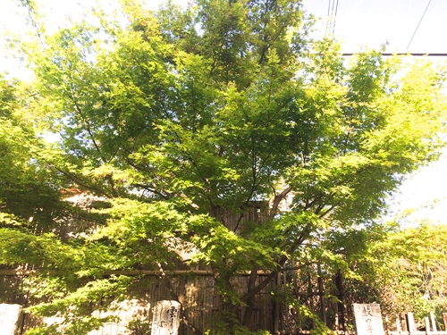 a0197730_22444478.jpg