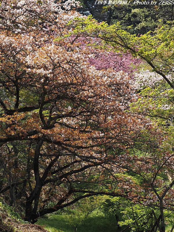 多摩森林科学園の八重桜①_a0195032_22254747.jpg