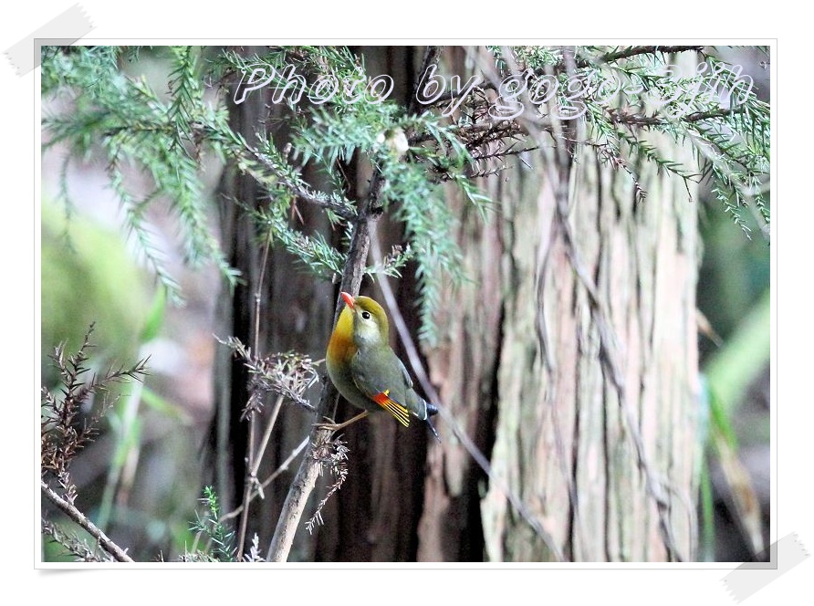 ソウシチョウ（相思鳥）は、外来生物法で特定外来生物_b0346933_5562114.jpg