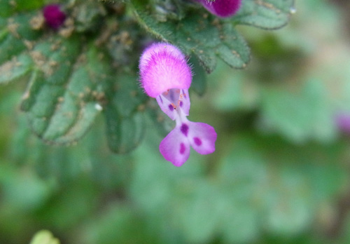 ピンク色が鮮やかな野火止のホトケノザ henbit_f0206939_131686.jpg