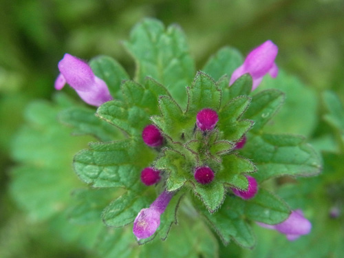 ピンク色が鮮やかな野火止のホトケノザ henbit_f0206939_13189.jpg