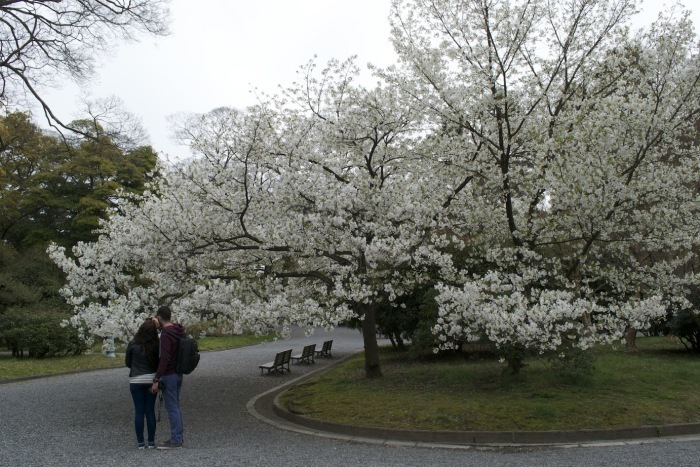 2016　04　京都　桜 2_d0027244_09414302.jpg