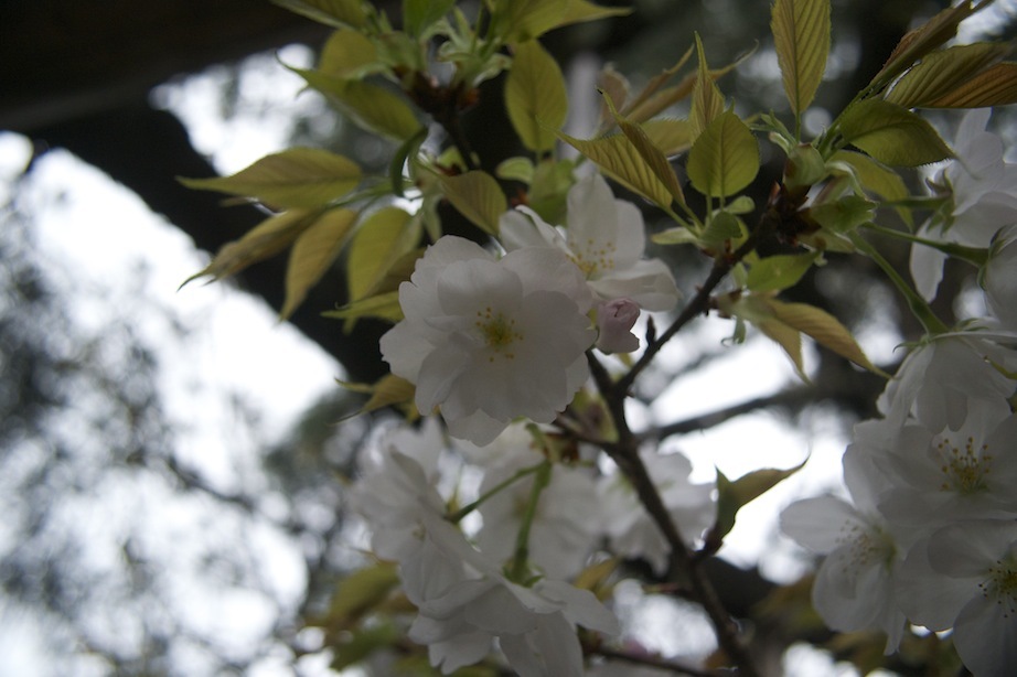 2016　04　京都　桜 2_d0027244_09424637.jpg