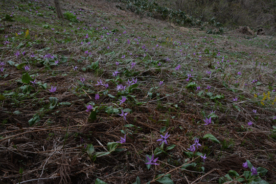 c0093046_1010355.gif